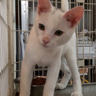 わんぱく白ちゃん