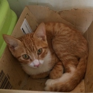 キリッとした顔立ちの茶白くん