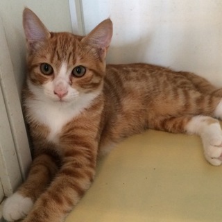 お目々うるうる茶白くん 