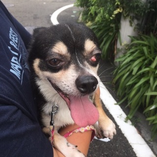 スムースチワワ、