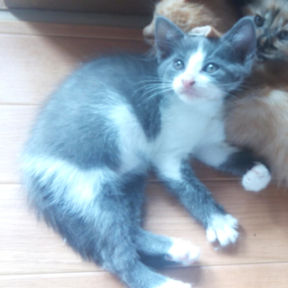 ありがとうございました