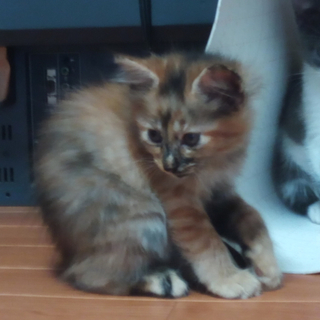 保留ですので一旦里親決定とさせて頂きます