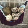 はむはむはむ3
