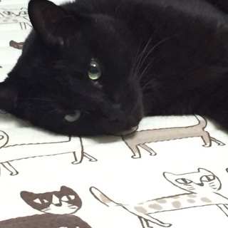 目がクリっとした甘えん坊の雄猫です