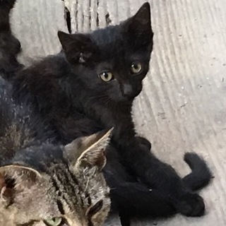 出雲市のビビり姫ちゃん、家族募集中です‼︎