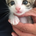 抱っこ好きな子猫の里親募集