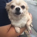 チワワです。