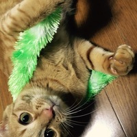 シンバ