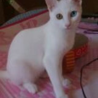 オッドアイ白猫女の子
