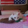 オッドアイ白猫女の子 サムネイル3