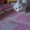 オッドアイ白猫女の子 サムネイル4