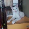 オッドアイ白猫女の子 サムネイル5