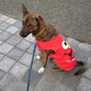 里親さん探しています