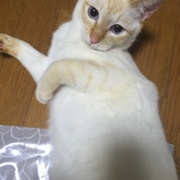 オラフ