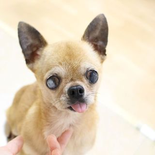 サブレちゃん♀　推定7才