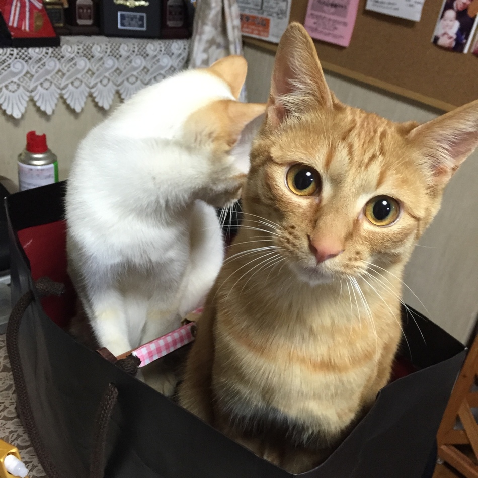 シンバのカバー写真