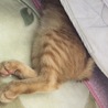 の写真