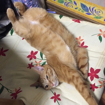の写真