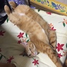 の写真