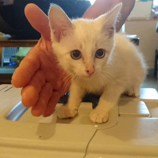 交渉中 白猫♂２ヶ月