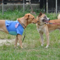 9月4日のルフィー with アスカ