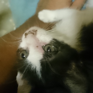 野良の子猫です