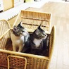 さぁやか