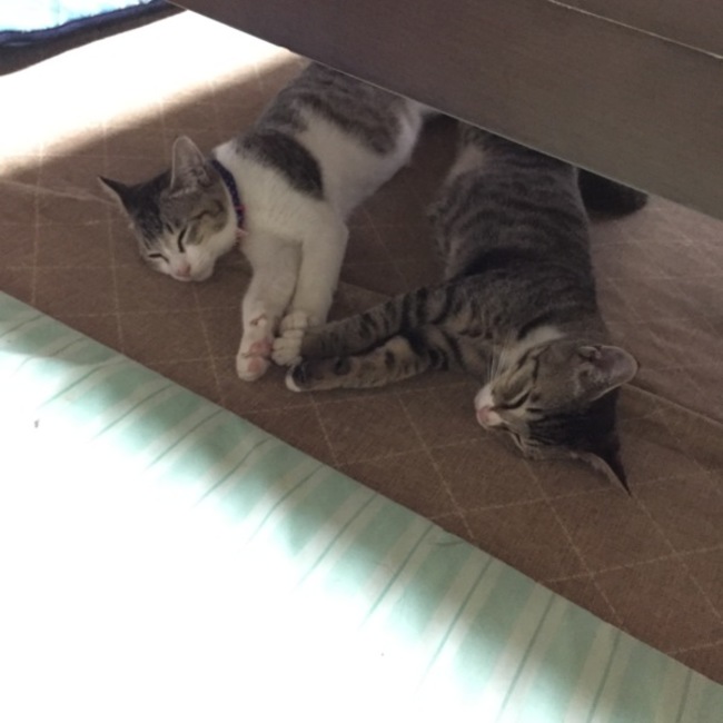 さぁやかのカバー写真