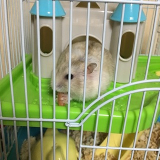 ジャンガリアンハムスターのオス