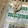 ジャンガリアンハムスターのオス サムネイル3