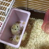 ジャンガリアンハムスターのオス サムネイル4
