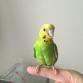 無事に里親さんが決まりました！