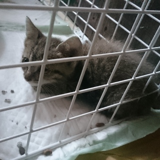 野良の子猫です