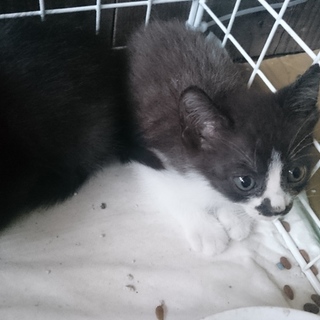 野良の子猫です