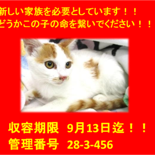 里親決定！！素敵な家族に出会えました(^^♪