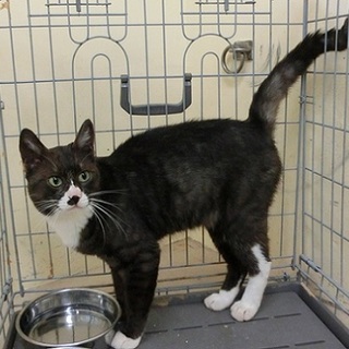 飼主逝去で収容されました