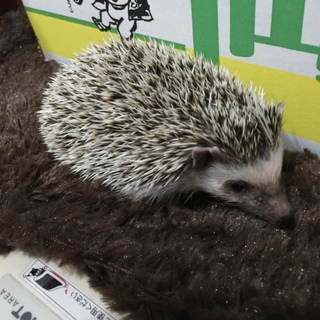 ハリネズミです。