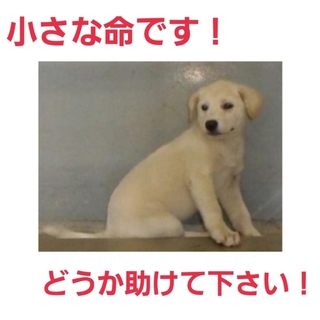 小さな命を助けて下さい!命に期限があります!