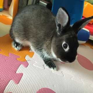 ネザーランドワーフ♂1歳