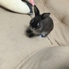 ネザーランドワーフ♂1歳 サムネイル2