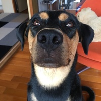 Peppa
