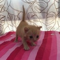 生後18日可愛いミルクティ子猫ちゃん