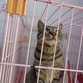 早くここから出てみたいにゃ～