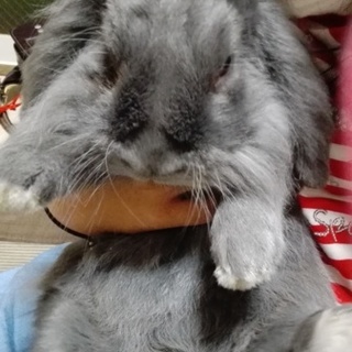 キレイなグレーのイケメンうさぎ