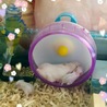 パールホワイトの赤ちゃん サムネイル2