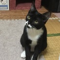 ☆ちょっとビビリな白黒♀4ヶ月☆