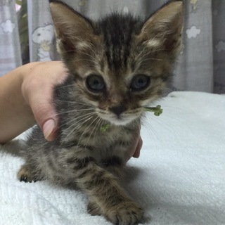 キジトラ子猫ちゃん