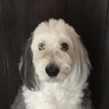 トムテママ