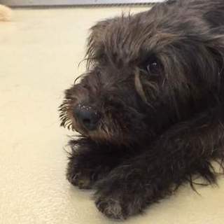 ネイティブ犬の女の子です。