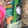 ハツカネズミ サムネイル3